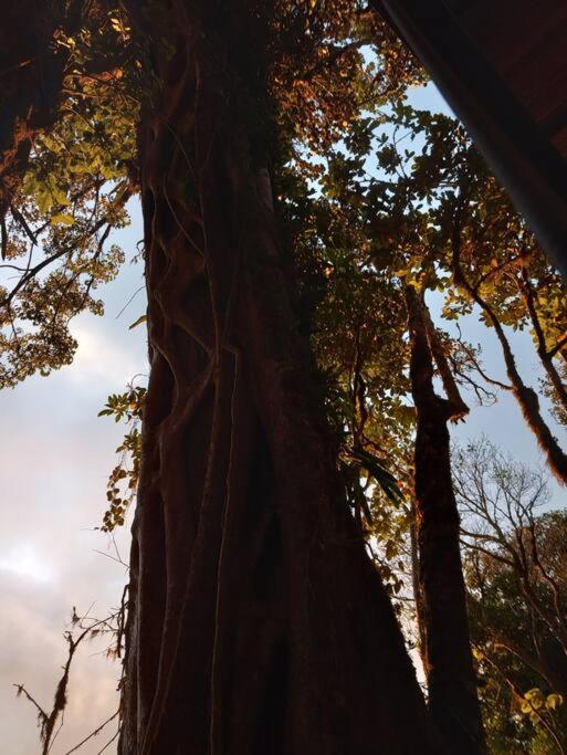 Casa Del Arbol Βίλα Monteverde Εξωτερικό φωτογραφία